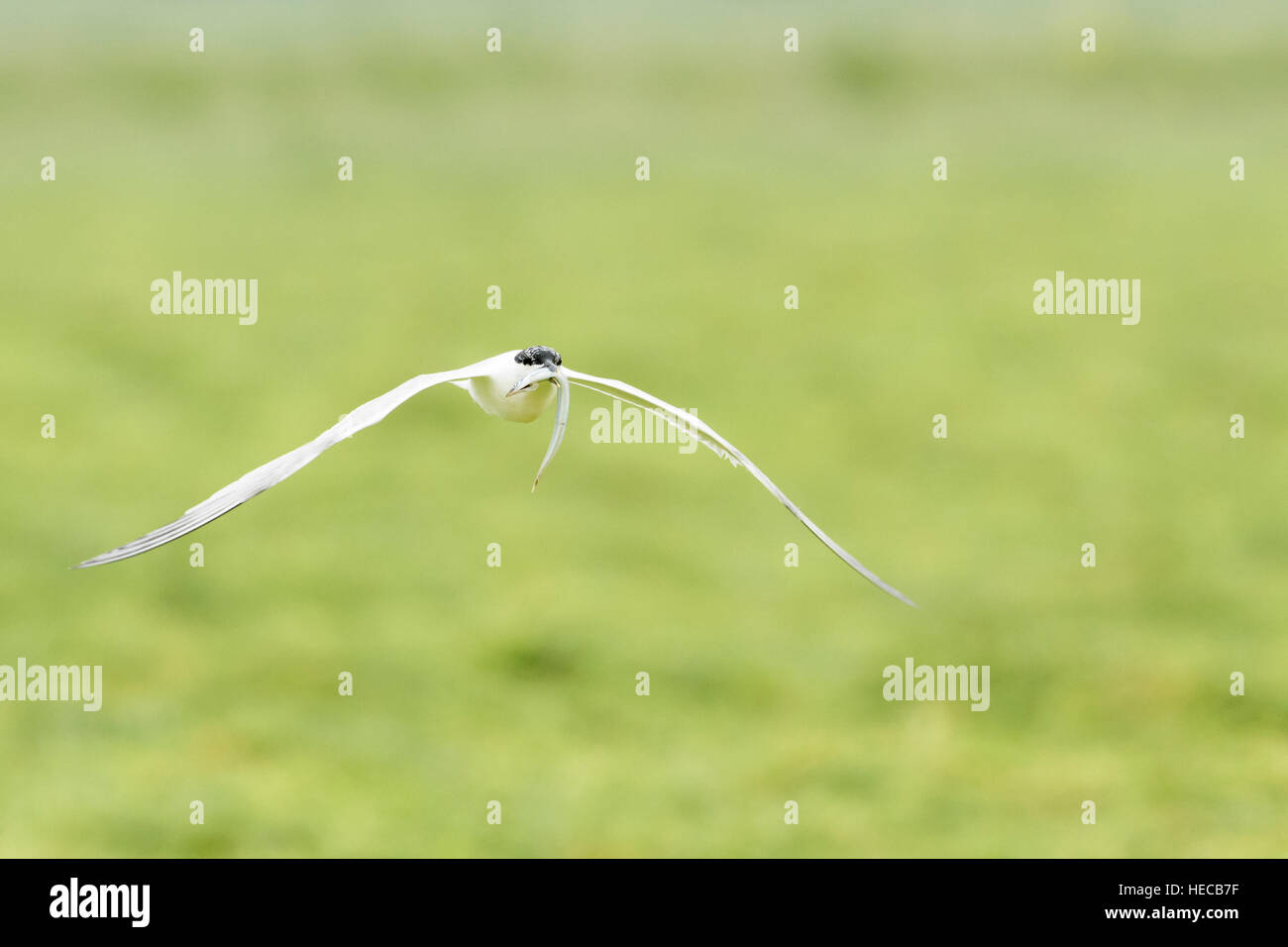Brandseeschwalbe (Sterna Sandvicensis) fliegen über Grass mit Fisch in Rechnung, Texel, Niederlande. Stockfoto