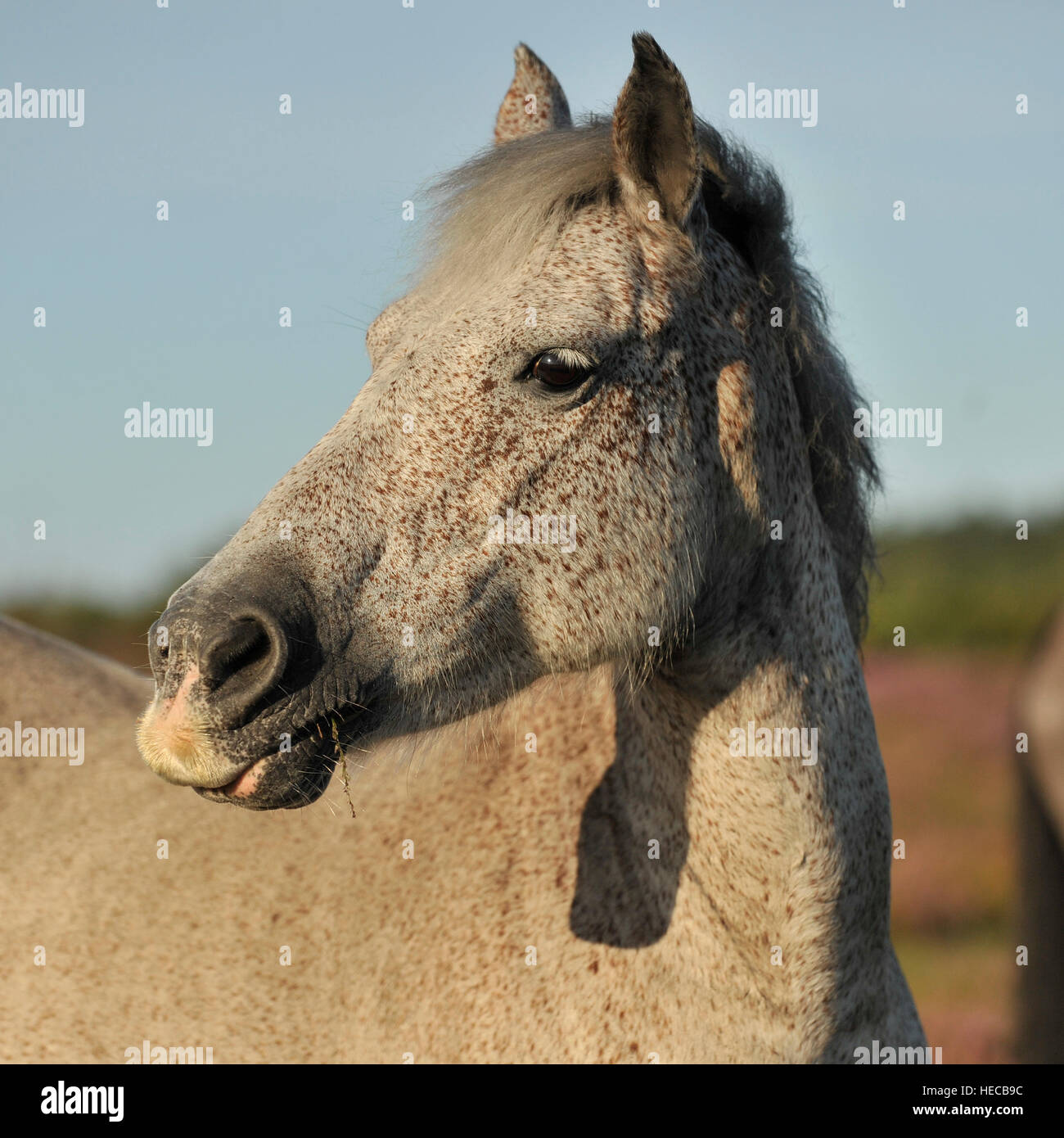 Wildpferde in der NewForest Stockfoto