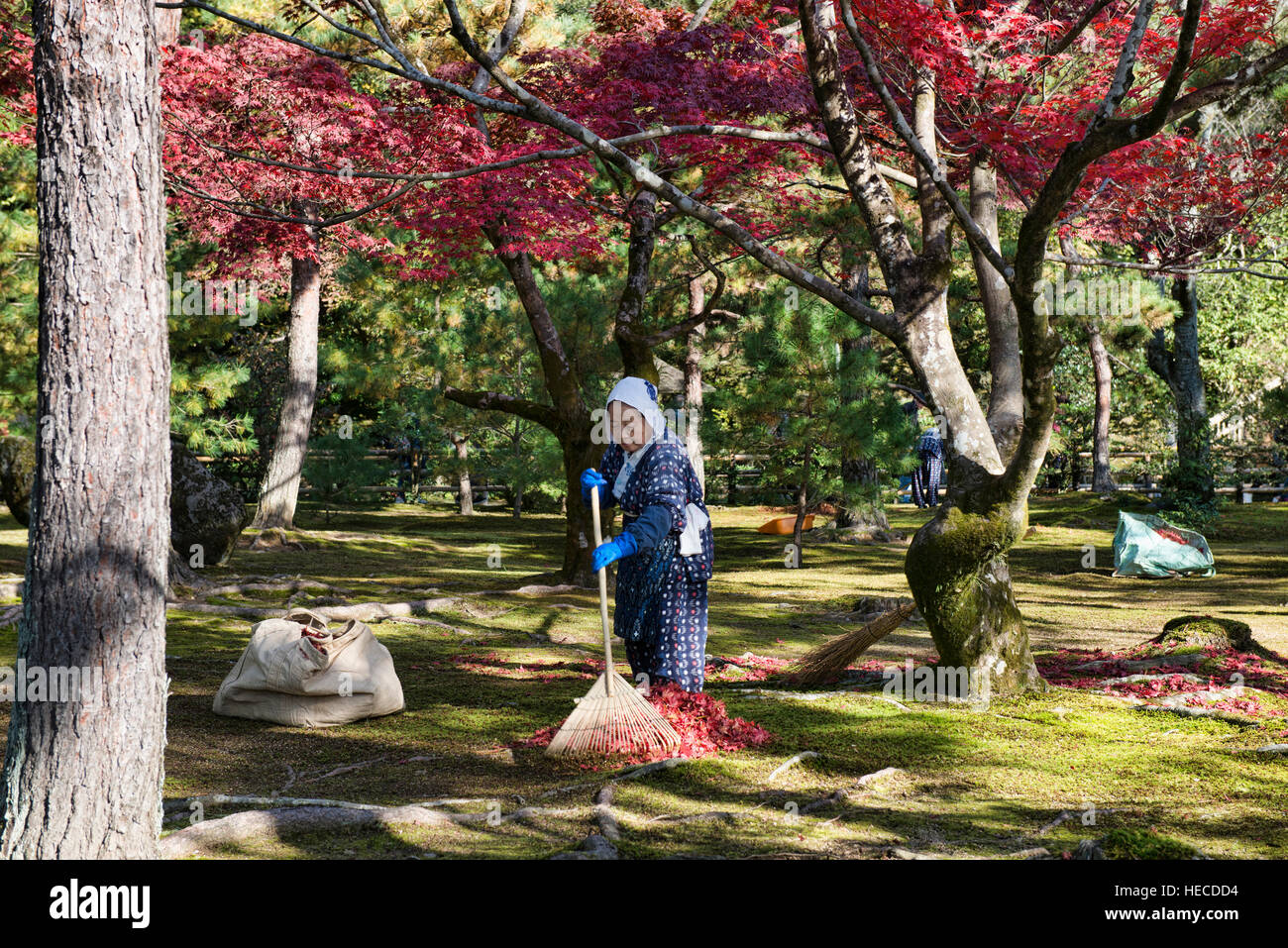 Laubrechen Kinkaku-Ji Tempel (Goldener Pavillon), Kyoto, Japan Stockfoto