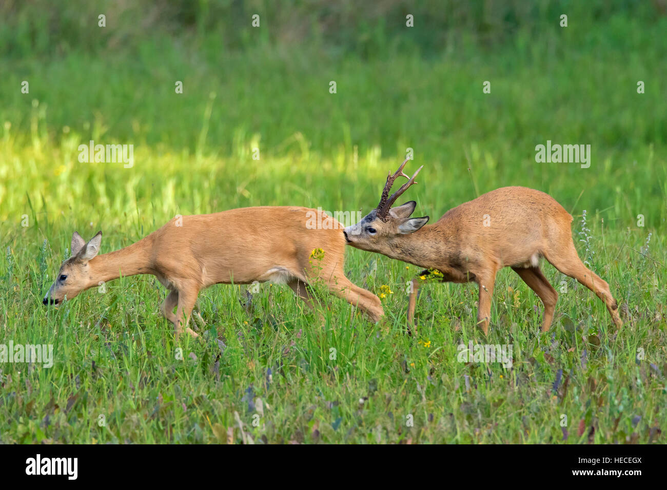 Europäische Rehe (Capreolus Capreolus) Buck schnüffeln hinter der Doe in der Hitze vor der Paarung während der Brunft im Sommer Stockfoto