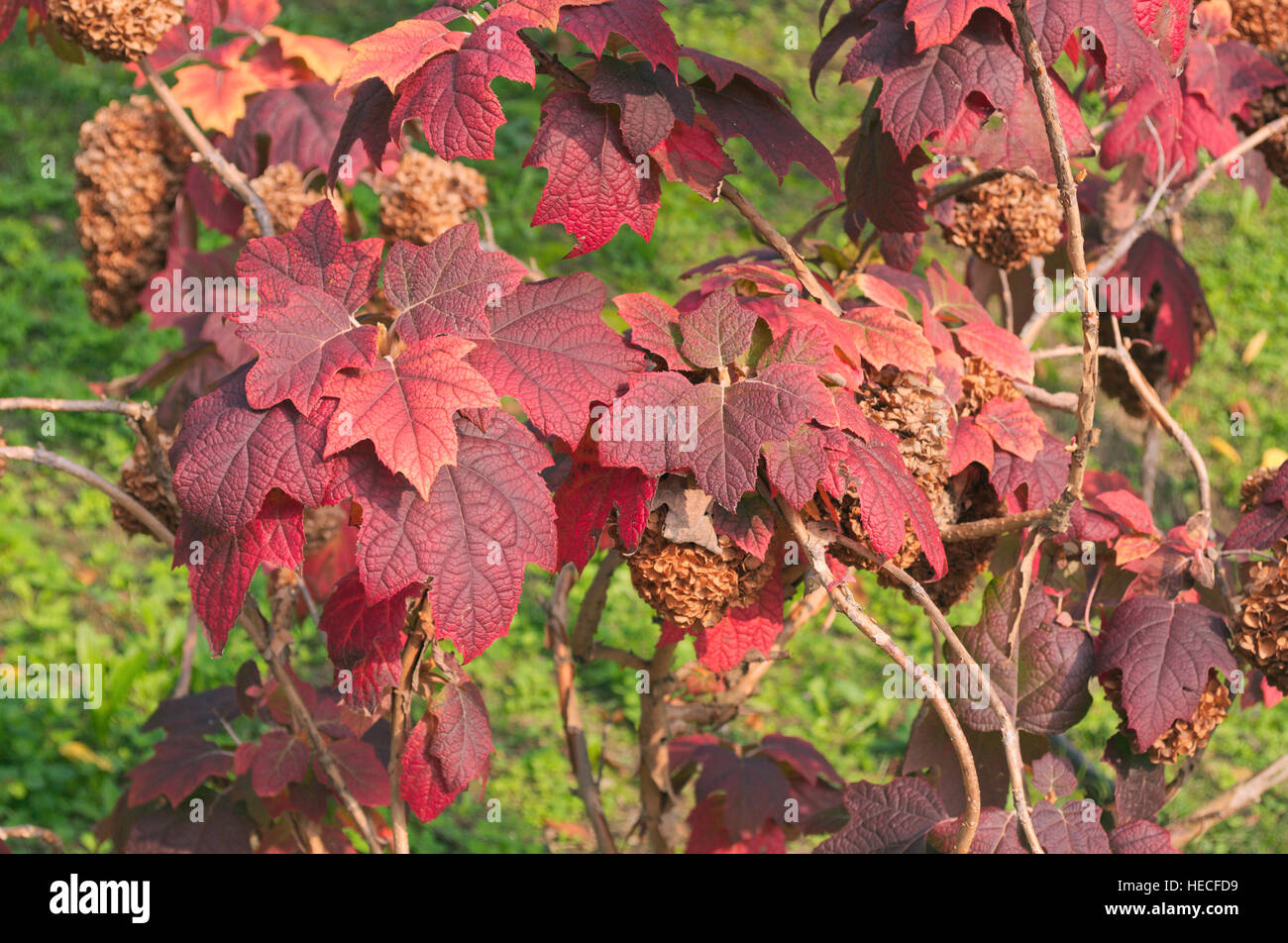 Hydrangea Quercifolia 'Harmony' im Herbst Stockfoto