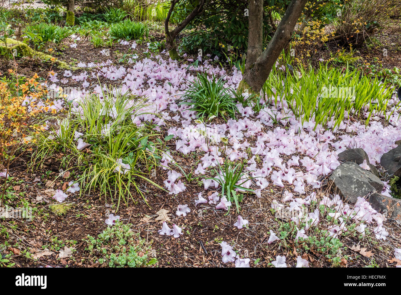 Rosa Blumen bedecken den Boden im Frühjahr. Schuss in Seatac, Washington aufgenommen. Stockfoto