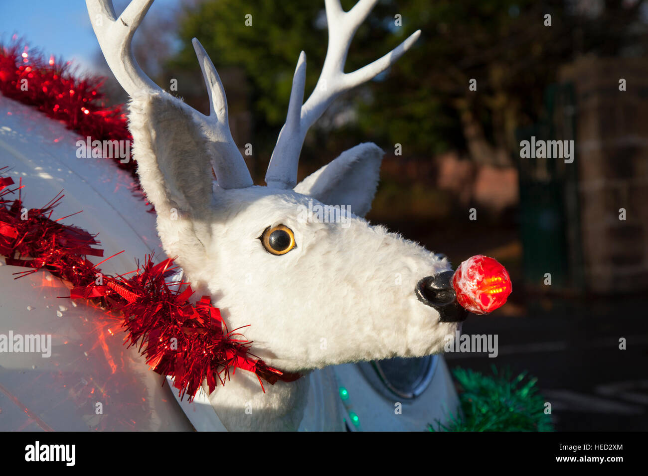 Hoylake, dem Wirral, Großbritannien. Dezember, 2016 21. Merry Christmas, Happy Holiday aufblasbaren Santa Anzug Outfit und ein Rentier mit der roten Nase, begrüßen die Besucher der Stadt, die als Teil der Feiern. Credit: MediaWorldImages/Alamy leben Nachrichten Stockfoto