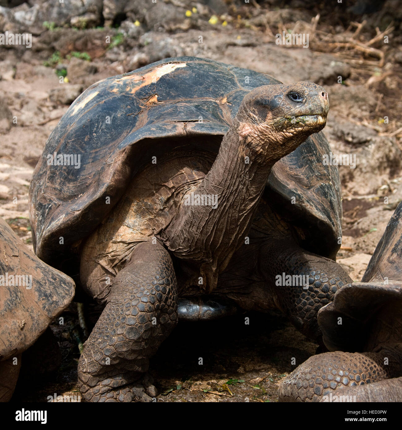 Riesenschildkröte - Geochelone Elephantopus SSP - auf Isabela Insel der Galapagos-Inseln vor der Küste von Ecuador Stockfoto