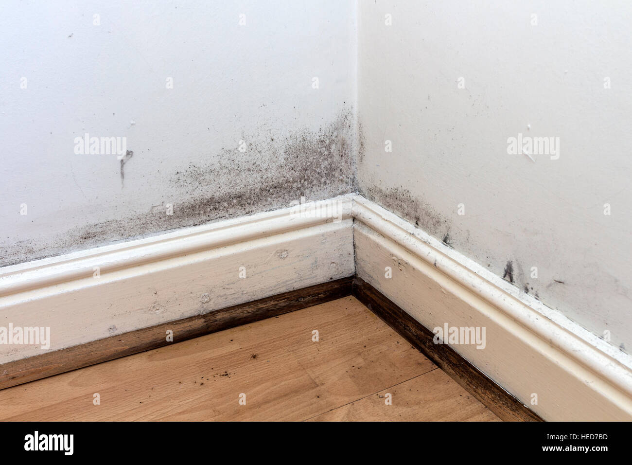 Schwarzen Schimmel an den Wänden, Sockelleisten und Boden von einem gemieteten Haus in Großbritannien wächst Stockfoto
