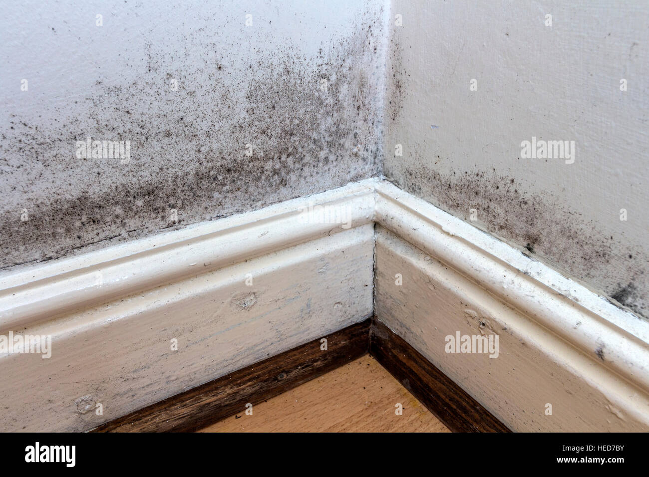 Schwarzen Schimmel an den Wänden, Sockelleisten und Boden von einem gemieteten Haus in Großbritannien wächst Stockfoto