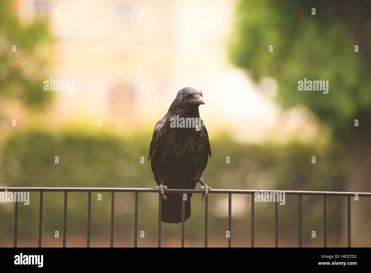 Tier, Hintergrund, Schnabel, Vogel, schwarz, Krähe, dunkel, Fauna, Feder, Zaun, grün, isoliert, Licht, auf der Suche, Natur, Park, Gefieder, Rabe, Sihoutte, sitzen, Tierwelt, Flügel Stockfoto