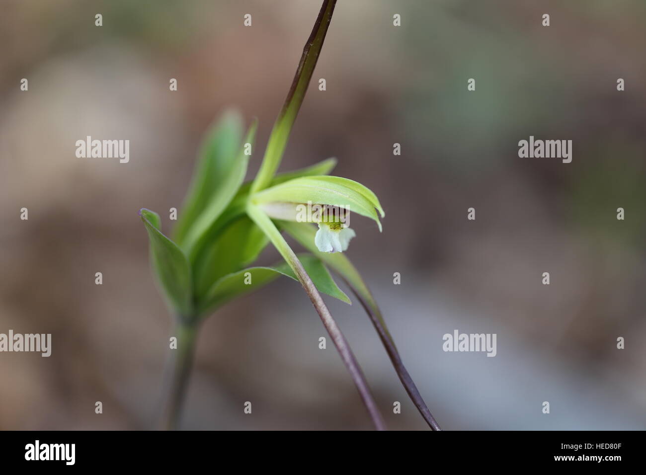 Große quirlige Pogonia [Isotria Verticillata]. Pennsylvania, USA Stockfoto