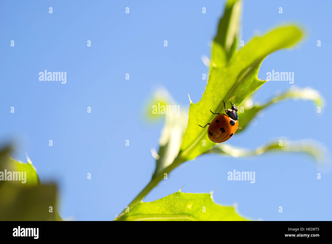 Tier, schwarz, blau, blauer Himmel, Botanik, hell, Hintergrund, Käfer Bug, bunte, Konzept, Blume, Blätter, frische, grüne Garten, im Freien, Blatt, Kopf, Kraut, Insekt, Marienkäfer, Marienkäfer, Blatt, Leben, Licht, Makro, natürlichen, Natur, eins, organisch, Pflanze, rot, Saison, glänzend, single, Himmel, Sommer Stockfoto