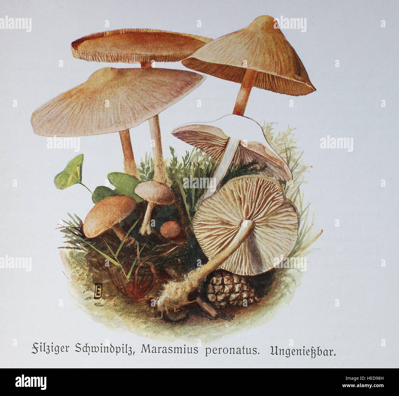 Filziger Schwindpilz, Marasmius Peronatus, Digitale Reproduktion Einer Illustration von Emil Doerstling (1859-1940) Stockfoto