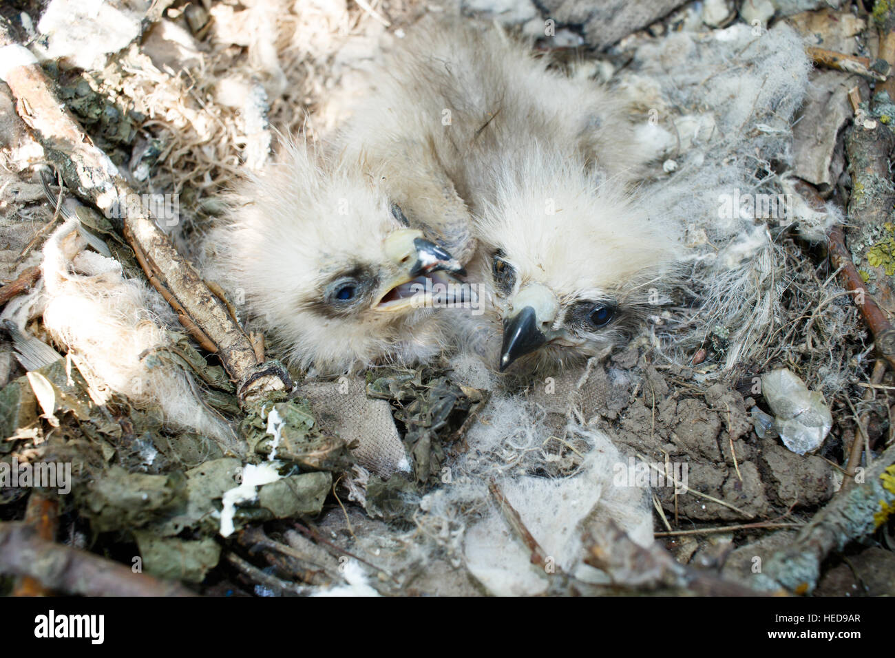 Das Nest der Schwarzmilan in der Natur. Milvus Migrans. Russland, Rjasan (Ryazanskaya Oblast), Stadtteil Pronsky. Stockfoto