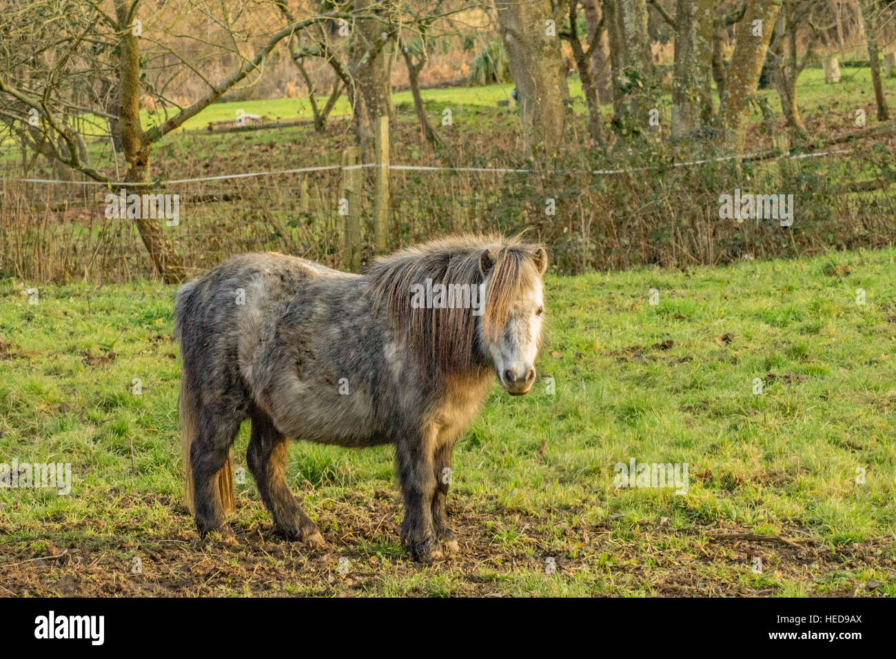Kleines Pferd mit einem langen Fransen über einem Auge in einem schlammigen Feld Stockfoto