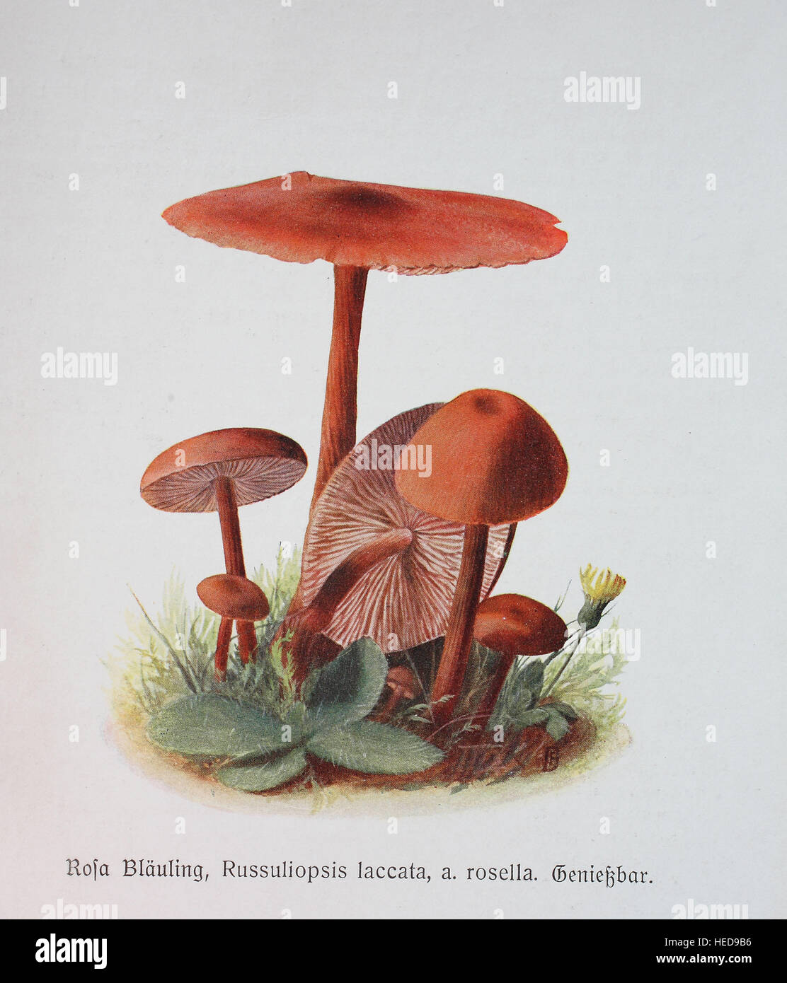 Rosa Blaeuling, Russuliopsis Laccata, Digitale Reproduktion Einer Illustration von Emil Doerstling (1859-1940) Stockfoto