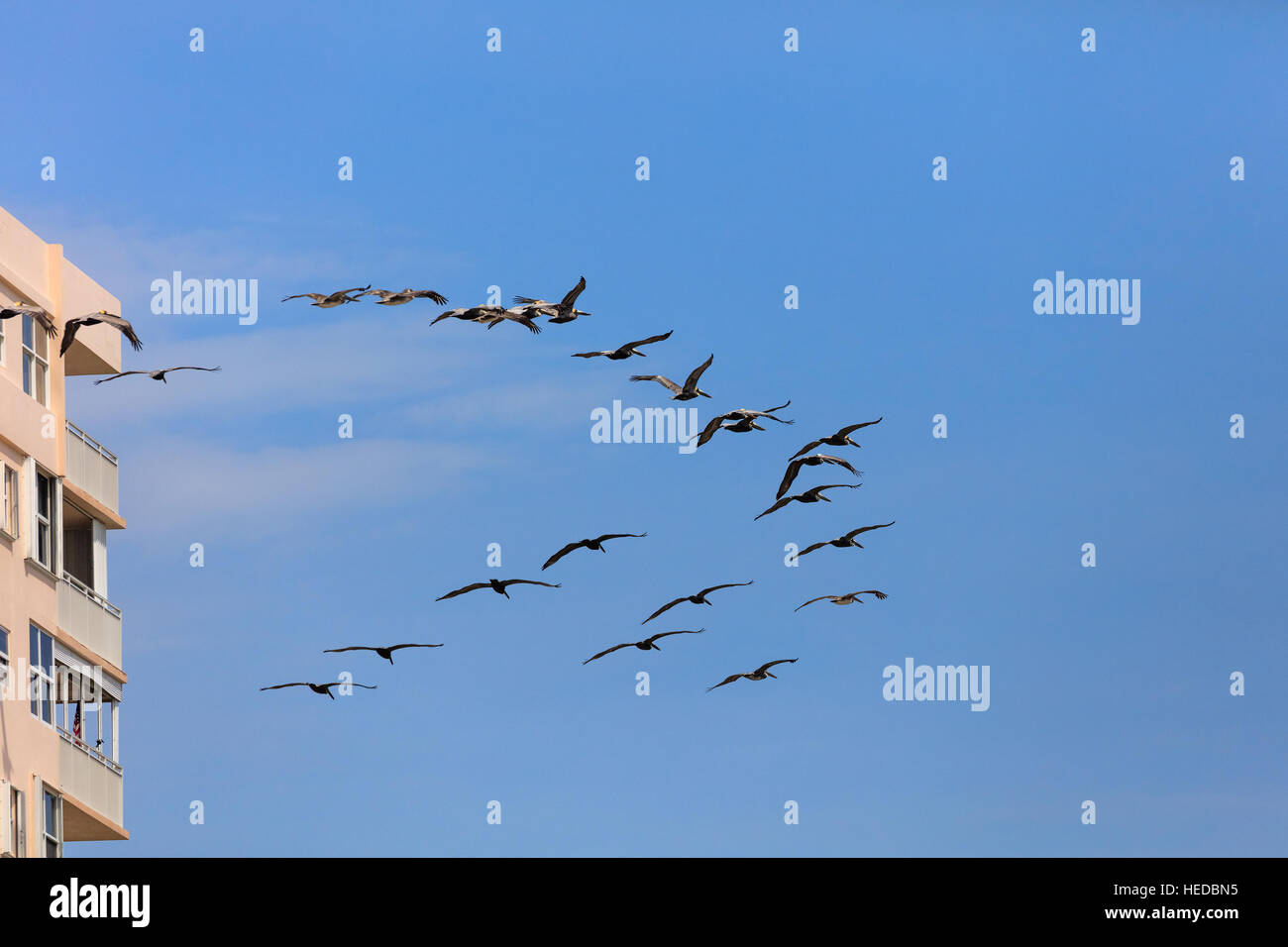 Schwarm Pelikane fliegen um ein Haus, Miami Beach, Florida Stockfoto