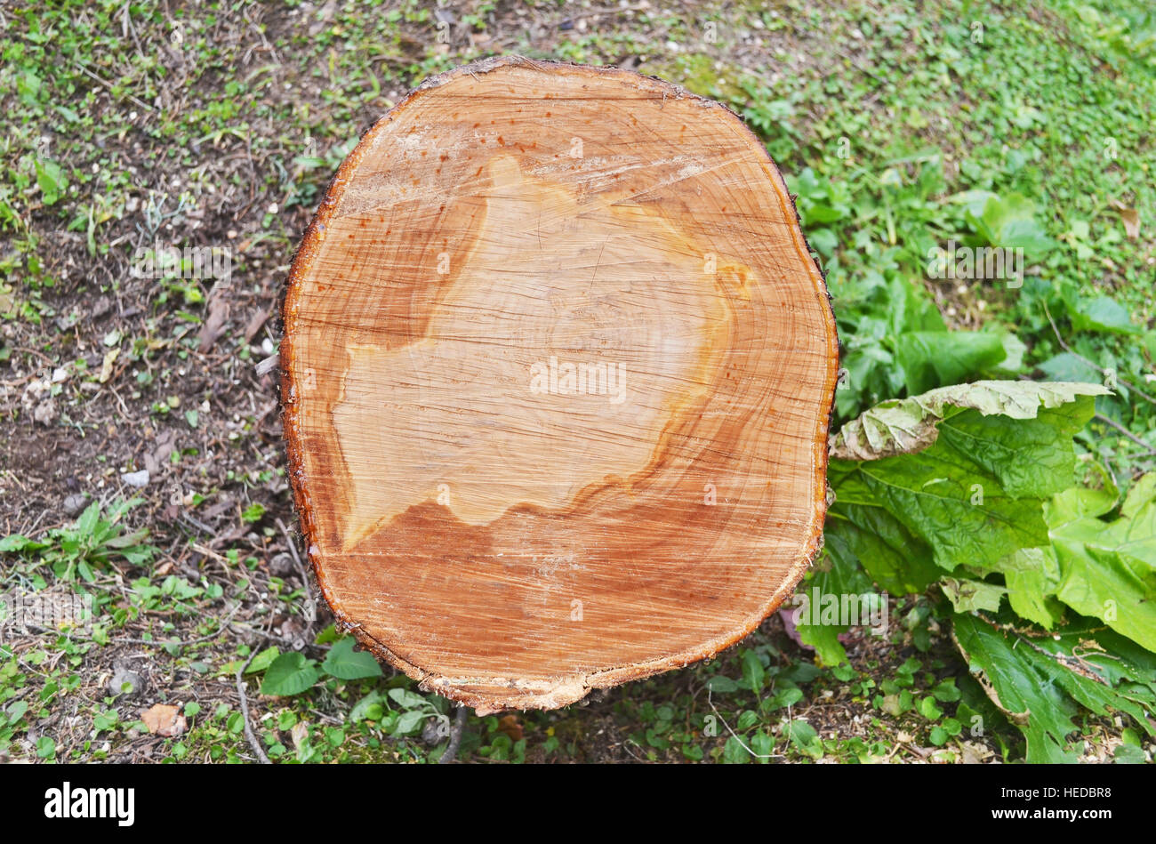 Baumstamm - Fototexturen hölzernen stumpf geschnitten Stockfoto