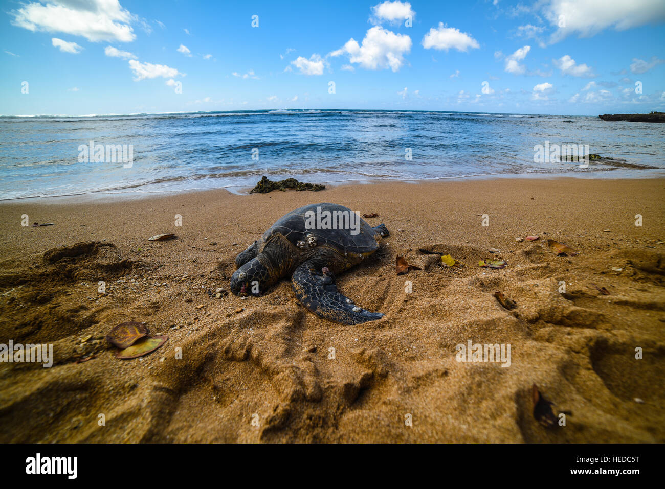 Sterbende Meeresschildkröte Stockfoto