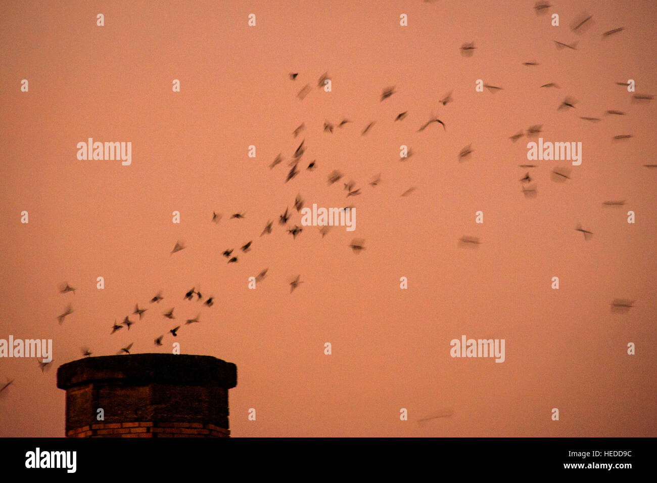 Vaux's Swifts wirbeln um einen Kamin in der Abenddämmerung, während sie sich darauf vorbereiten, den Stapel zu betreten, um für die Nacht zu schlafen. Stockfoto
