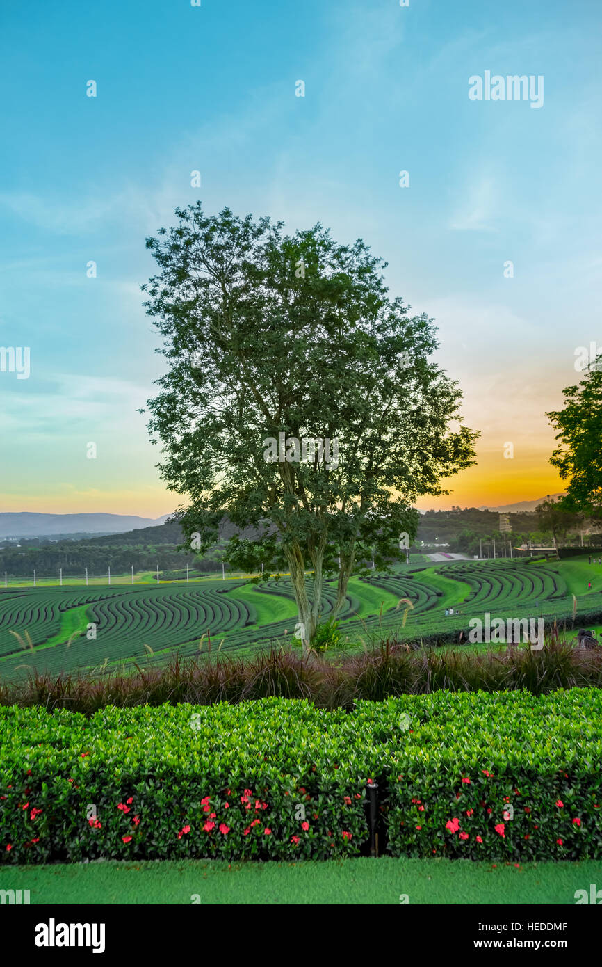 Baum Hecke und Rasen in Tee-Plantage-Hintergrund Stockfoto