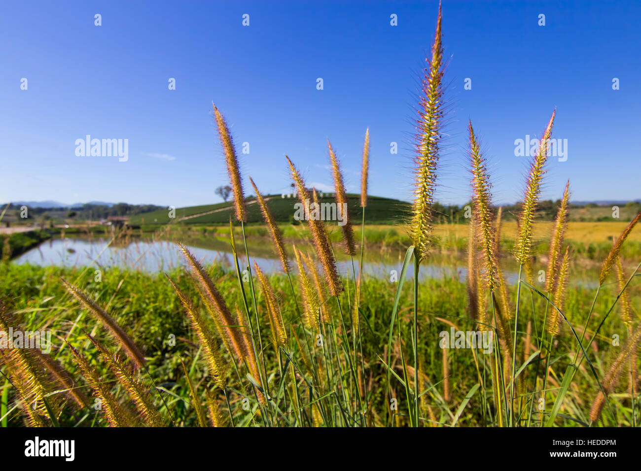 Lampenputzergras Brunnen Gras- und blauen Himmelshintergrund Stockfoto