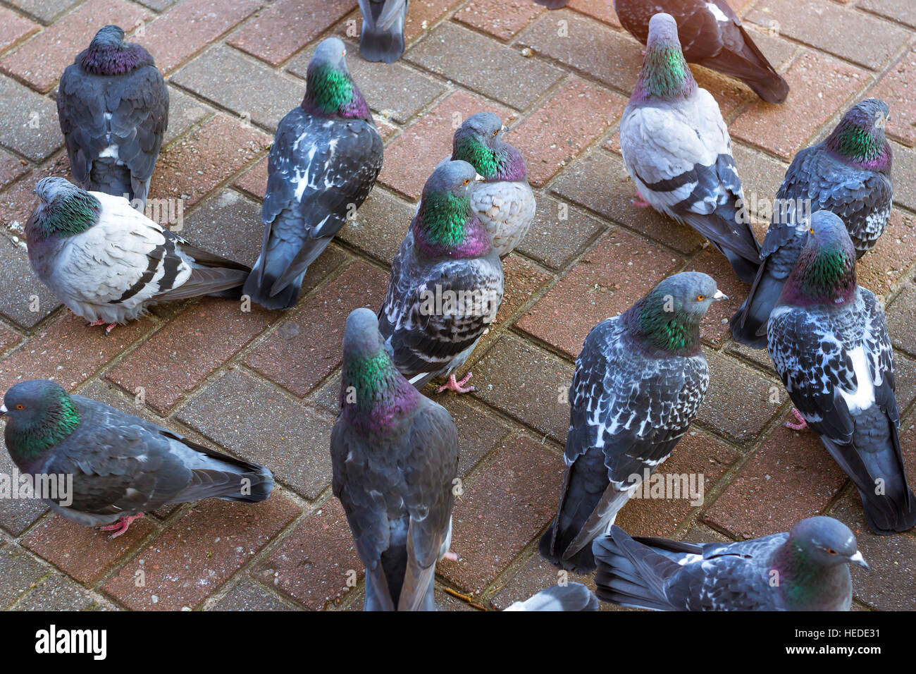 Grauen Tauben stehen auf einer kalten Pflaster im Winter. Schönen Taube schließen sich urban Taube - Vogel des Friedens in der Stadt der Vögel Stockfoto