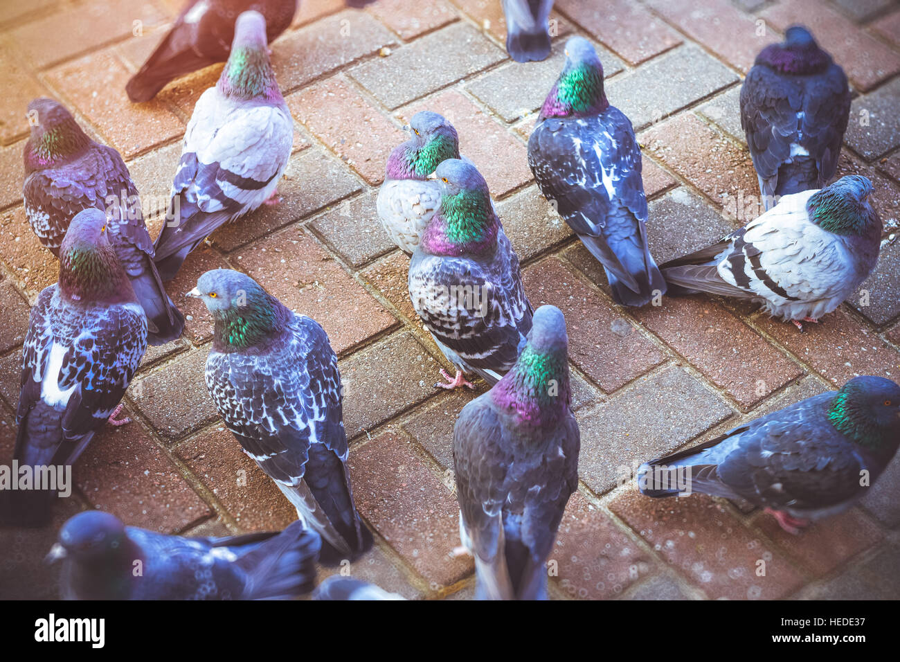 Grauen Tauben stehen auf einer kalten Pflaster im Winter. Schönen Taube schließen sich urban Taube - Vogel des Friedens in der Stadt der Vögel Stockfoto