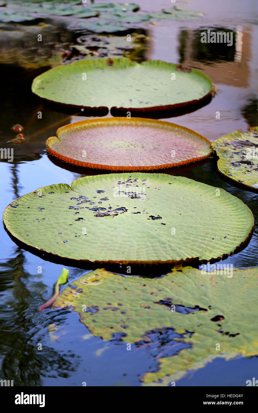 Foto-Makro schöne helle Blätter von Seerosen in einem Teich Stockfoto