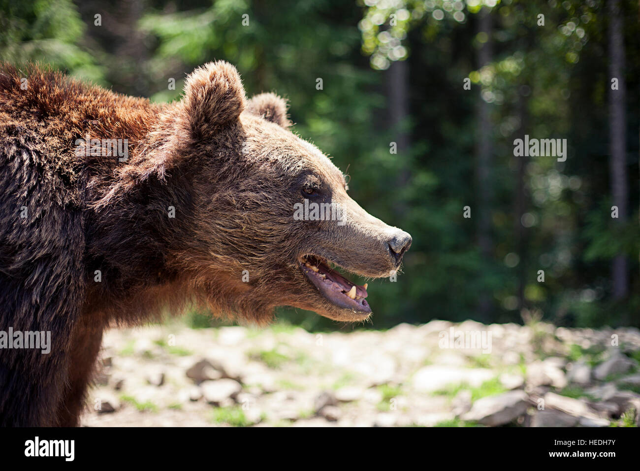 Wilde große männliche Braunbären Stockfoto