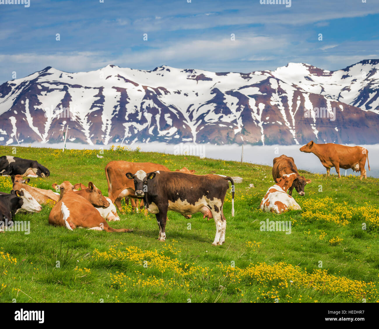 Milchkühe auf einem Bauernhof in der Nähe von Latrastrond Strand von Dalvik, Eyjafjordur, Island Stockfoto