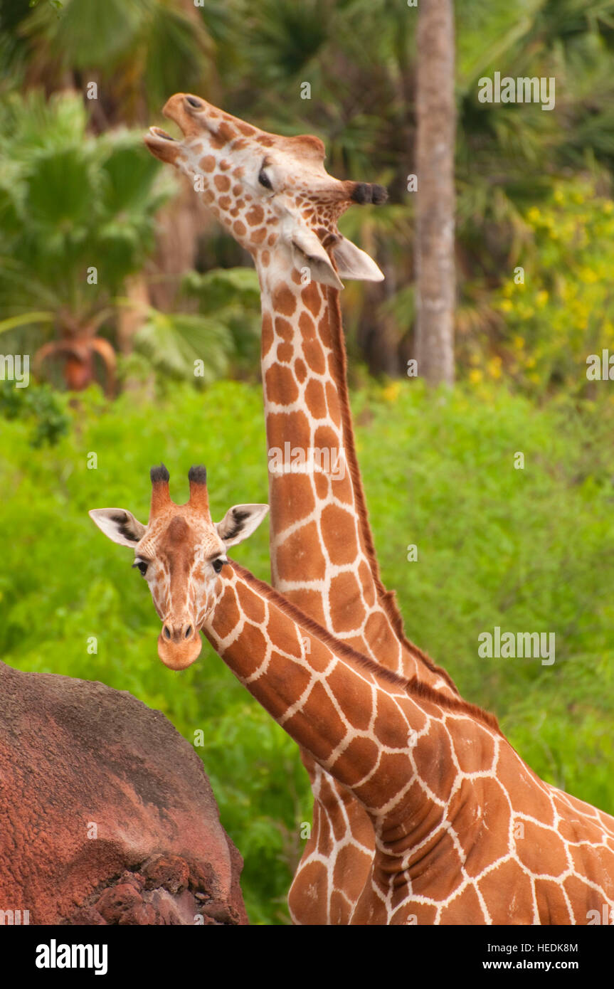 Retikuliert Giraffe (Giraffa Plancius Reticulata), Gladys Porter Zoo, Brownsville, Texas Stockfoto