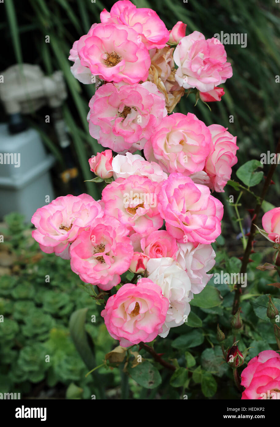 Weißen und rosa Rosen oder bekannt als Hannah Gordon Rosen in voller Blüte Stockfoto