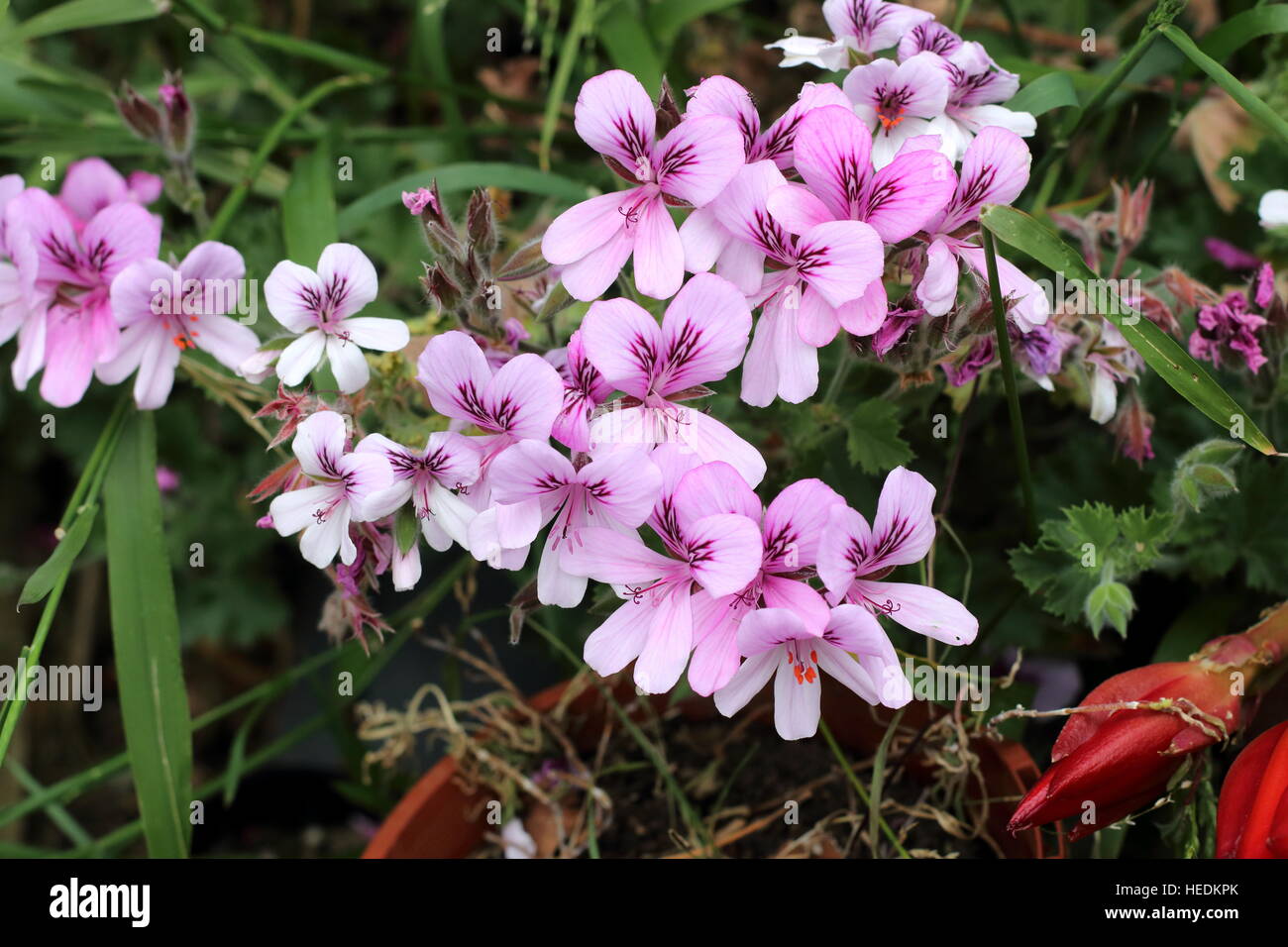 Nahaufnahme von Pelargonium Citrosum oder bekannt als Mosquito Repellant Pflanze oder Citronella Pflanze Stockfoto