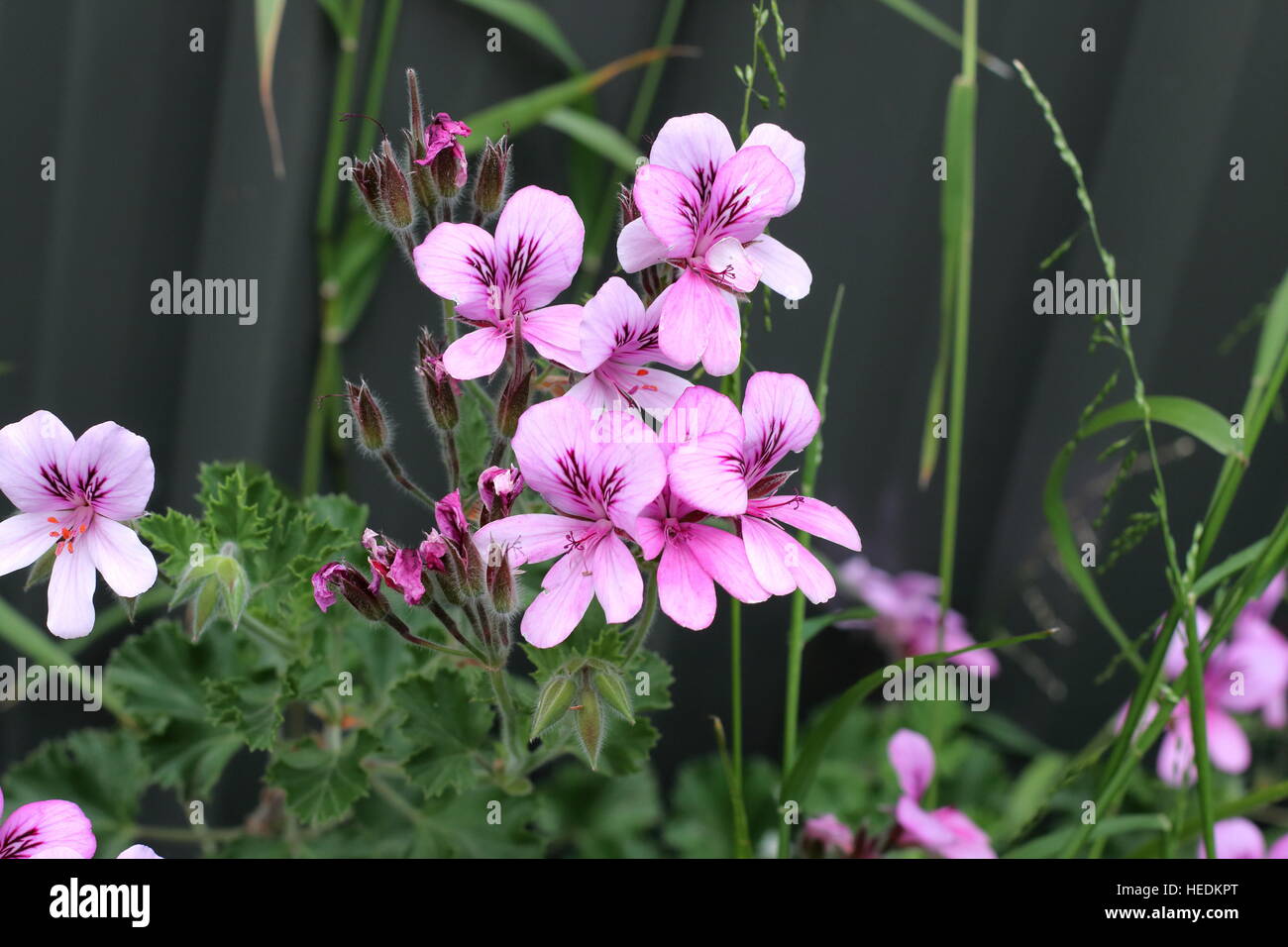 Nahaufnahme von Pelargonium Citrosum oder bekannt als Mosquito Repellant Pflanze oder Citronella Pflanze Stockfoto