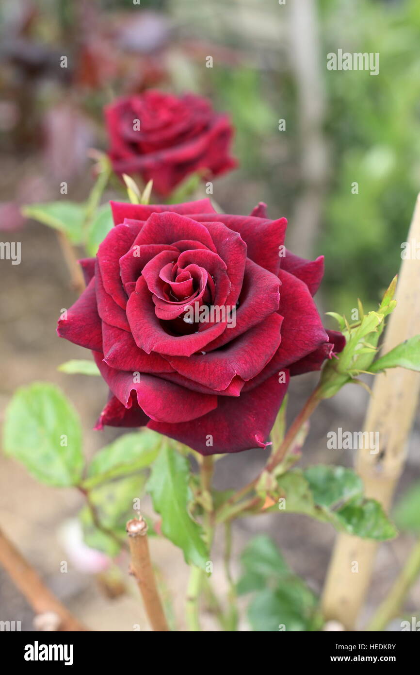 Abrakadabra Hybrid Tea Rose in voller Blüte Stockfoto