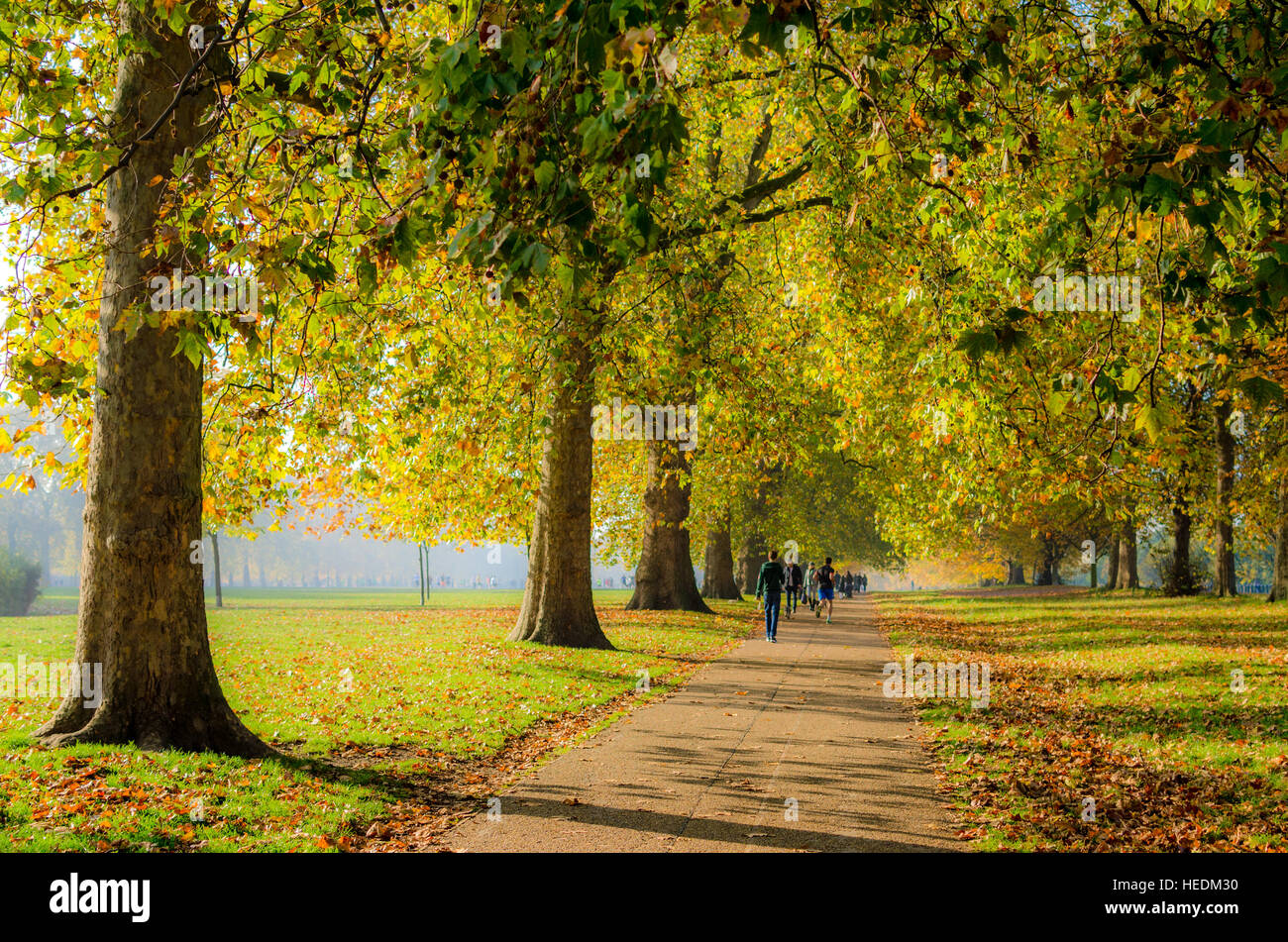 Menschen auf einer von Bäumen gesäumten Weg am Hyde Park, London Stockfoto