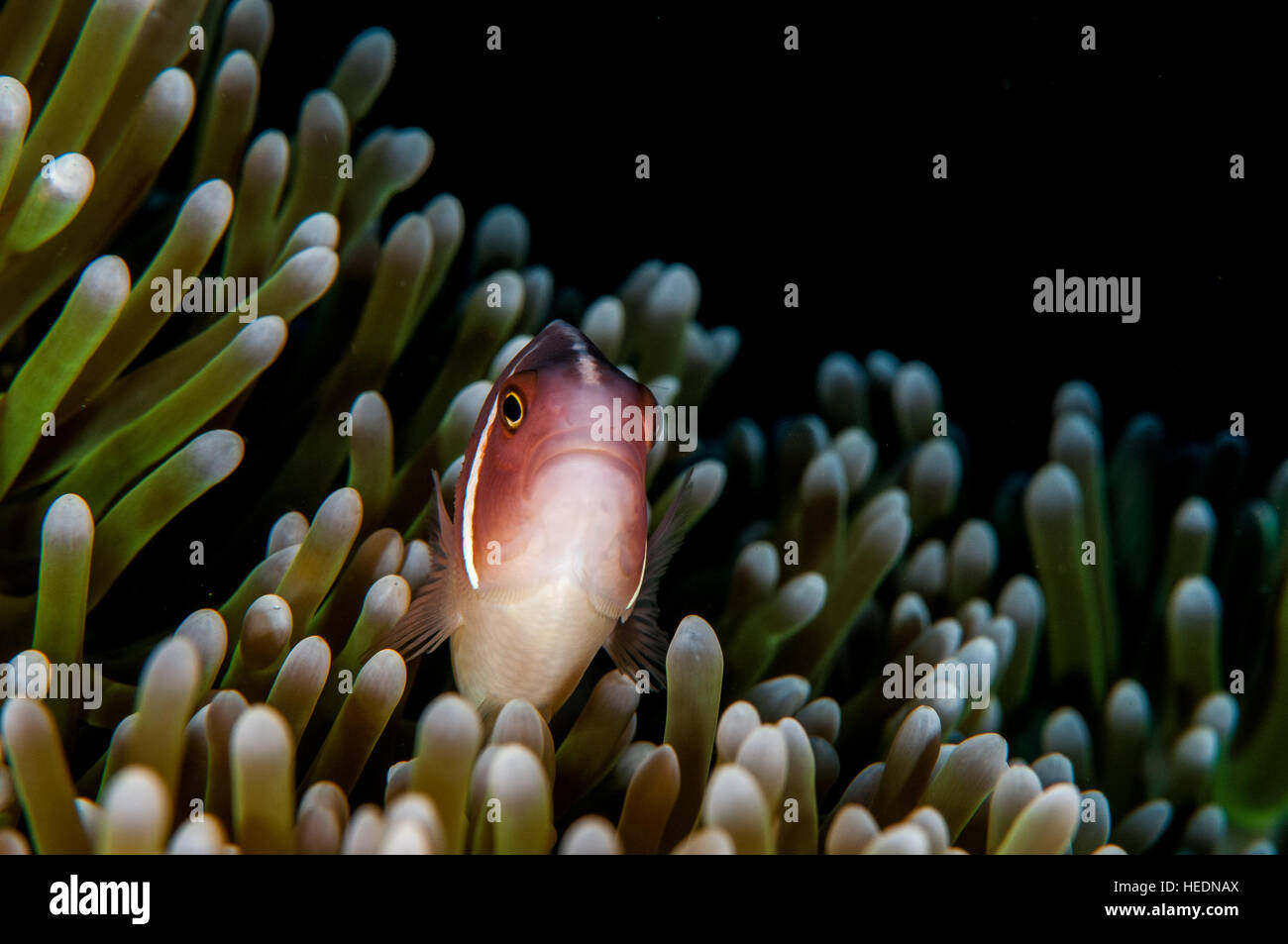 Amphiprion Perideraion, Anemonenfische in Bali Stockfoto