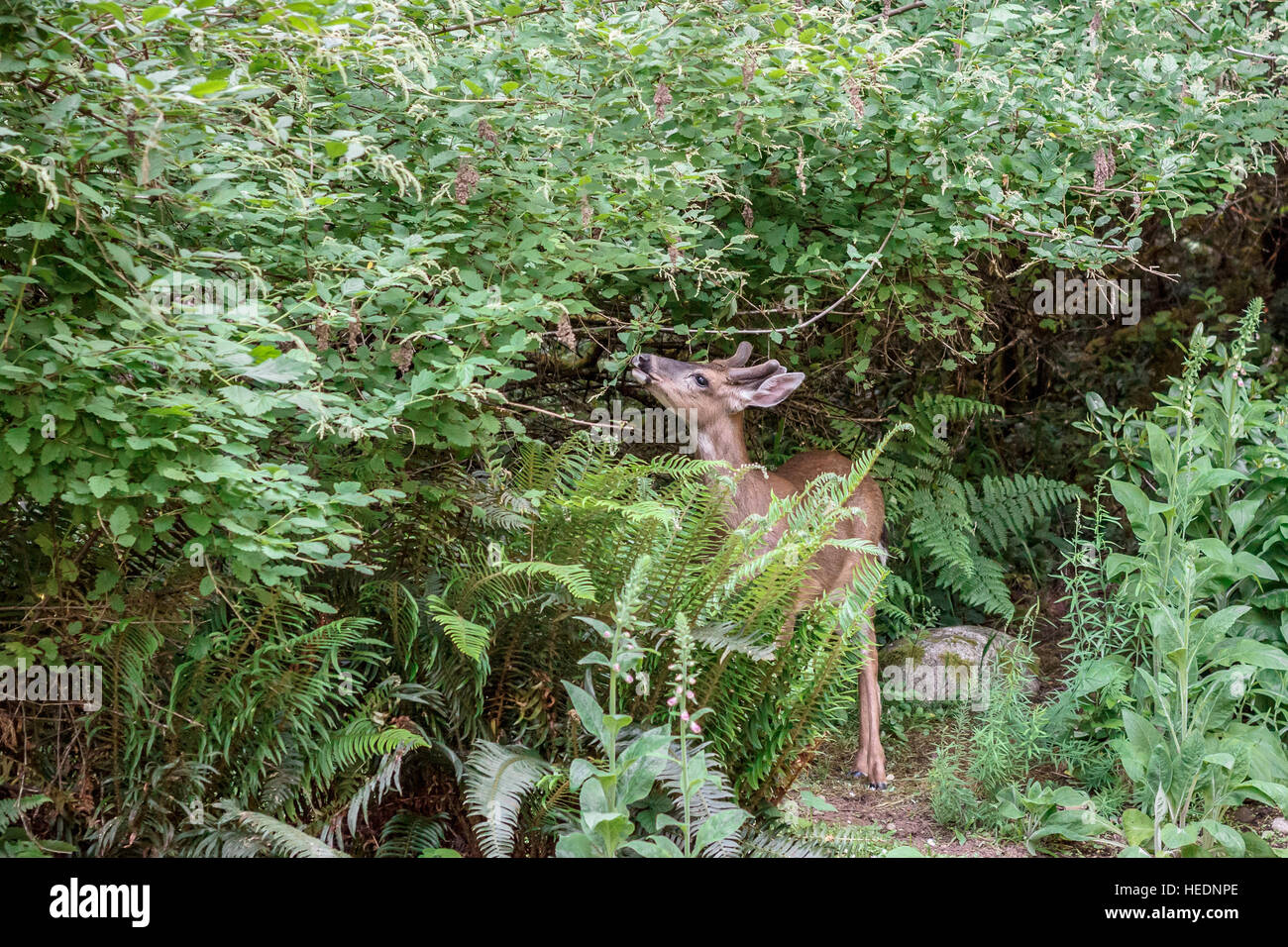 Eine junge Hirsche durchsucht auf Oceanspray und andere blühende Sträucher in einem bewaldeten Garten am Waldrand. Stockfoto
