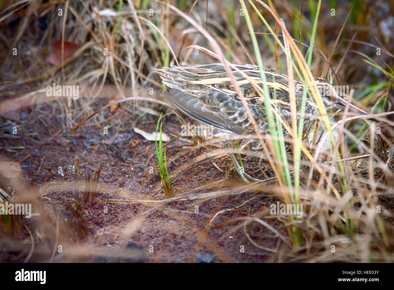 Jack Snipe (Lymnocryptes Weg) - sehr geheimnisvoll Marsh Geflügel. Vogel hat schützenden Färbung und versteckt sich im Herbst Segge, nachdem es wird "wie Grass Stockfoto
