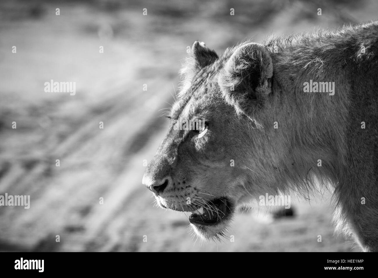 Seitenansicht eines Löwen in schwarz und weiß in den Kruger National Park, Südafrika. Stockfoto