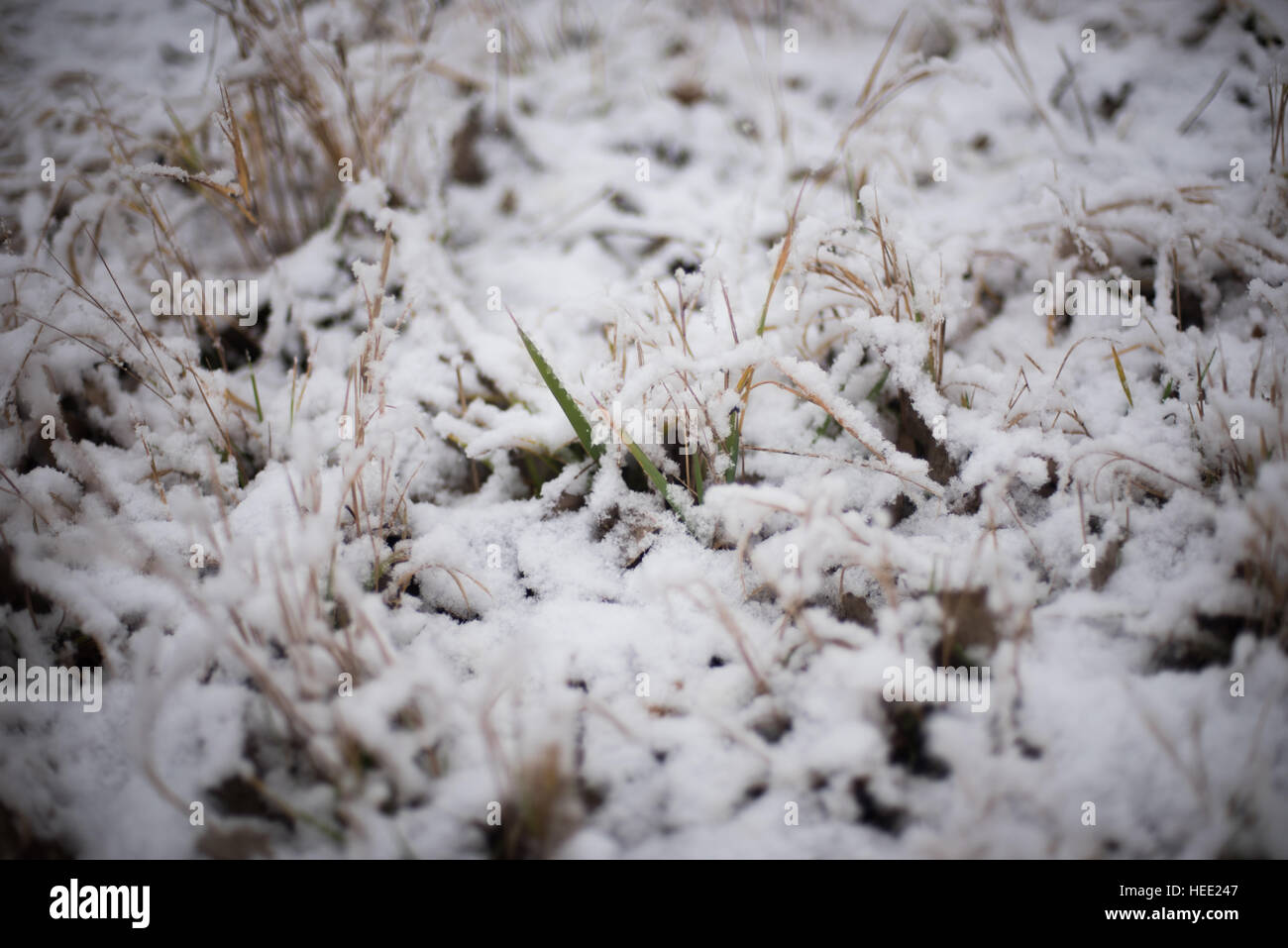 Rasen Sie unter dem ersten Schnee Stockfoto