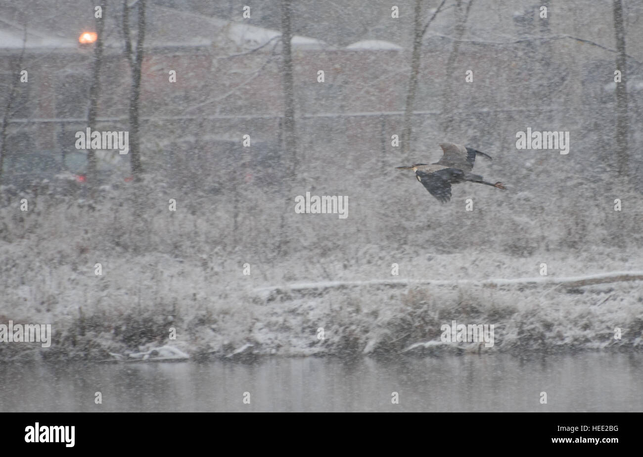 Wilde Reiher an einem See, winter Stockfoto