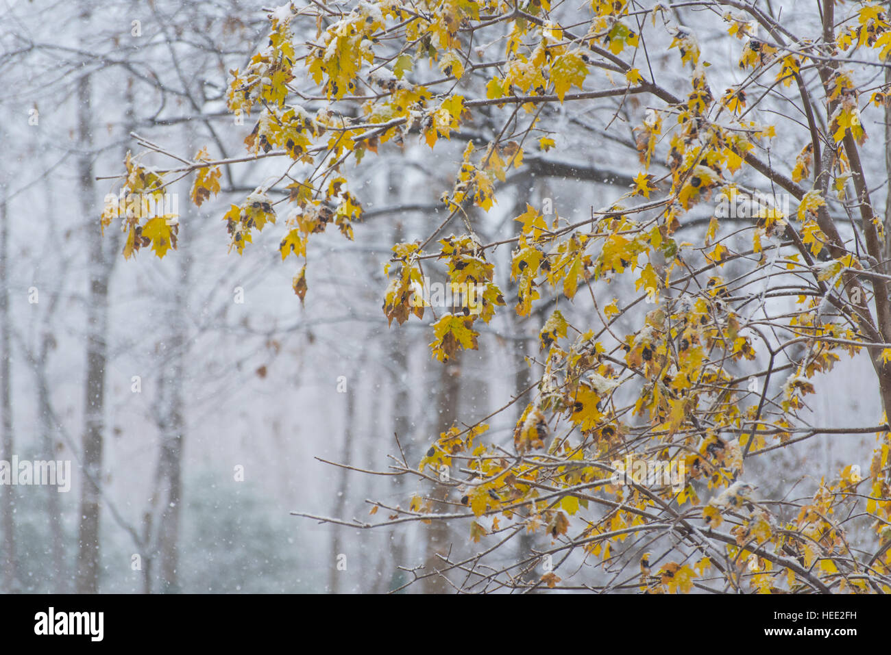 Gelbe Blätter im Winter park Stockfoto