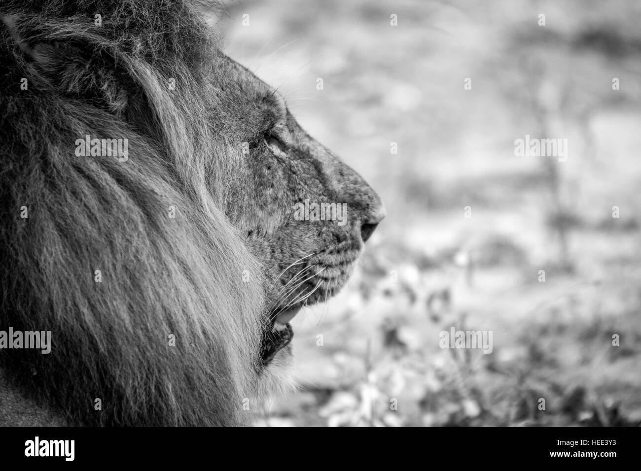 Seitenansicht eines Löwen in schwarz und weiß, im Kruger National Park, Südafrika. Stockfoto