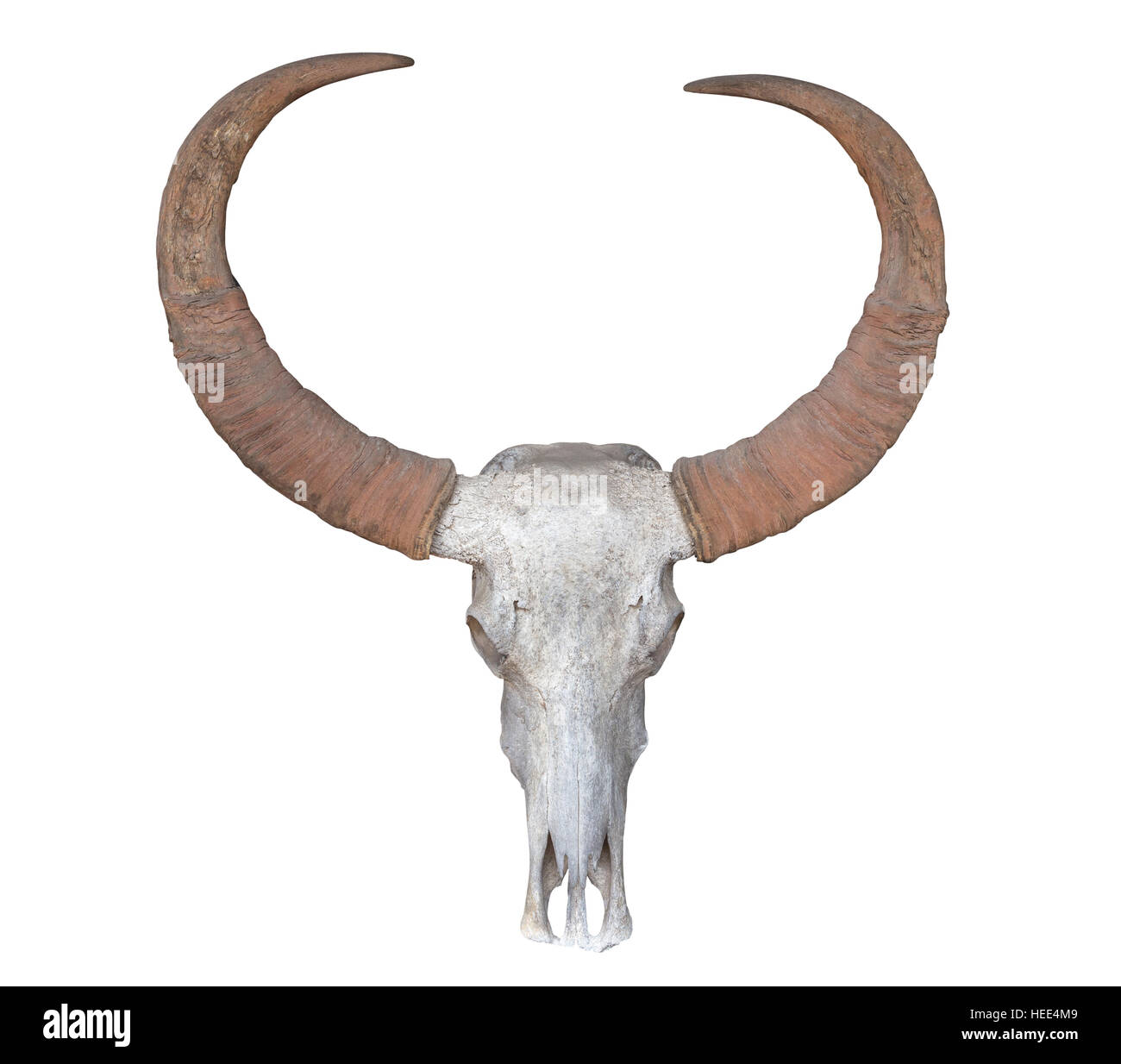 Kopf-Schädel des Büffels isoliert auf weißem Hintergrund. Mit Beschneidungspfad gespeichert Stockfoto