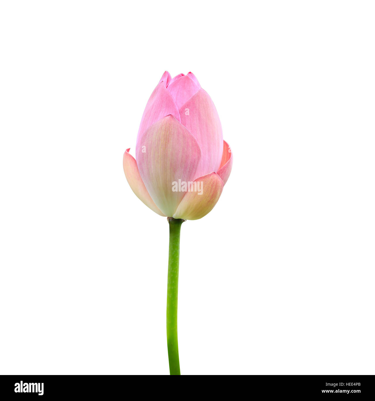 Schöne rosa Lotusblüte isoliert auf weißem Hintergrund. Mit Clipping-Pfad (Lotus verwendet, um Anbetung) gespeichert Stockfoto