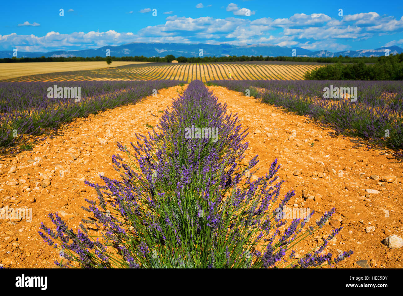 Felder mit jungen Lavendelpflanzen auf dem Plateau de Valensole in den Hautes Provence, Frankreich Stockfoto