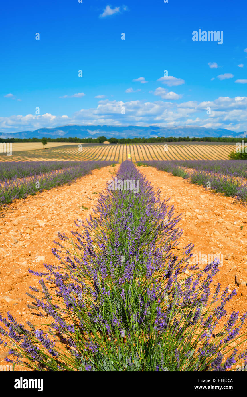 Felder mit jungen Lavendelpflanzen auf dem Plateau de Valensole in den Hautes Provence, Frankreich Stockfoto