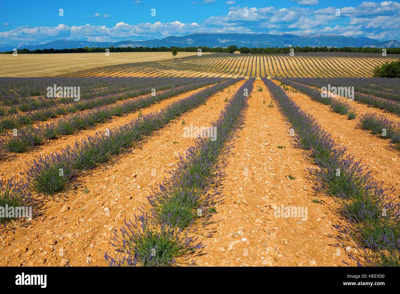 Felder mit jungen Lavendelpflanzen auf dem Plateau de Valensole in den Hautes Provence, Frankreich Stockfoto