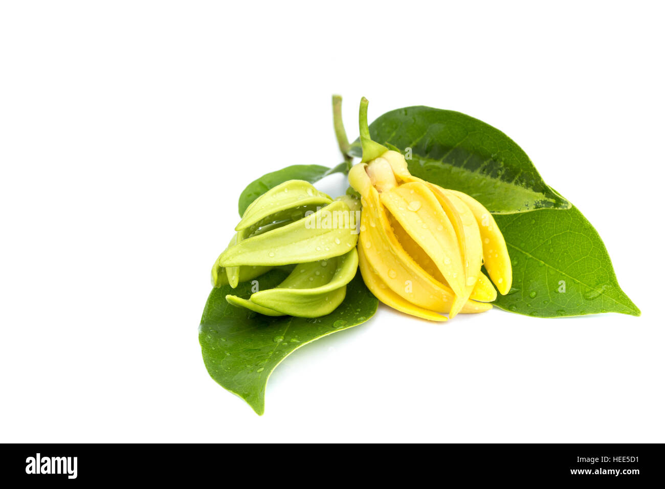 Makro grüne Ylang-Ylang-Blüte auf weißem Hintergrund Stockfoto