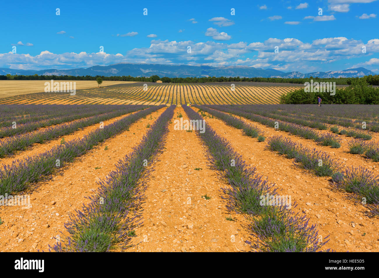 Felder mit jungen Lavendelpflanzen auf dem Plateau de Valensole in den Hautes Provence, Frankreich Stockfoto