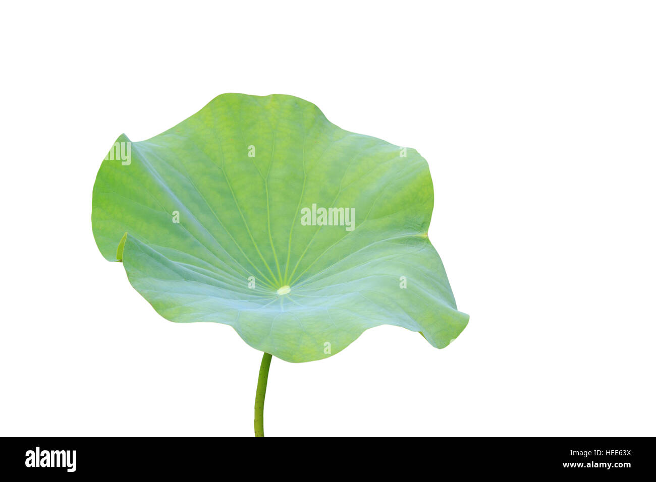 Große grüne Lotusblatt isoliert auf weißem Hintergrund. Mit Clipping-Pfad (Lotus verwendet, um Anbetung) gespeichert Stockfoto